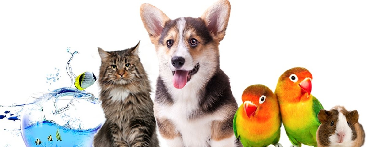 Зоомагазин баннер