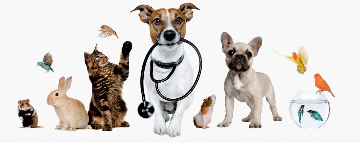 Товары для животных