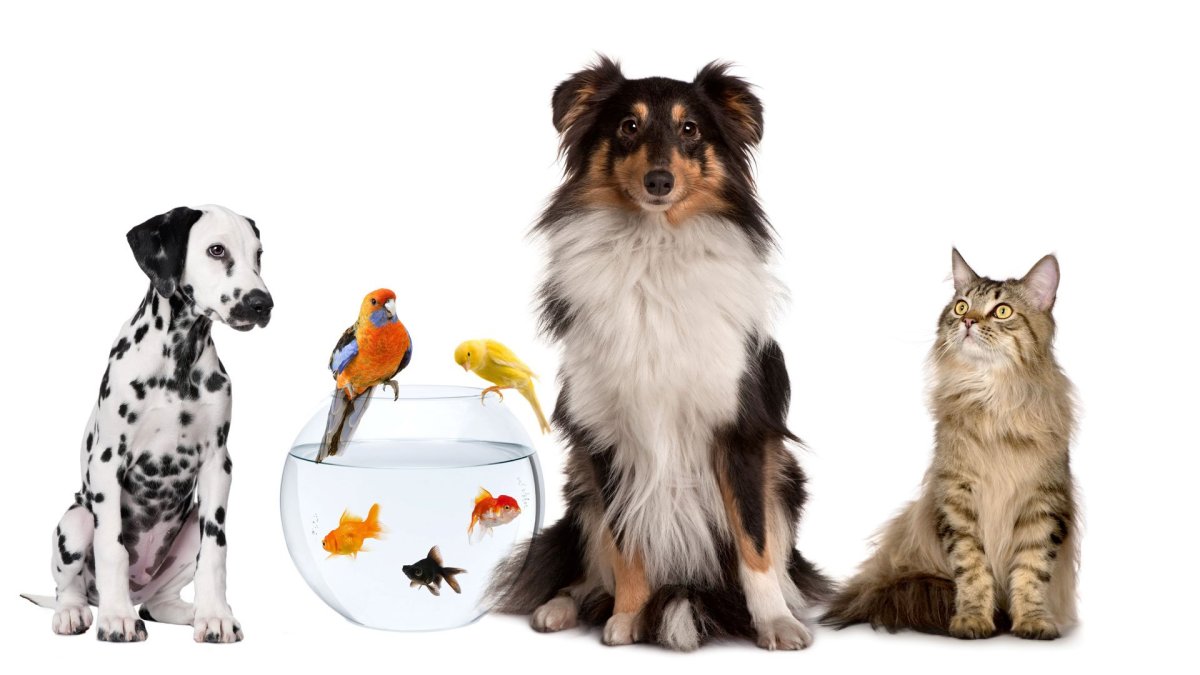 Товары для животных реклама