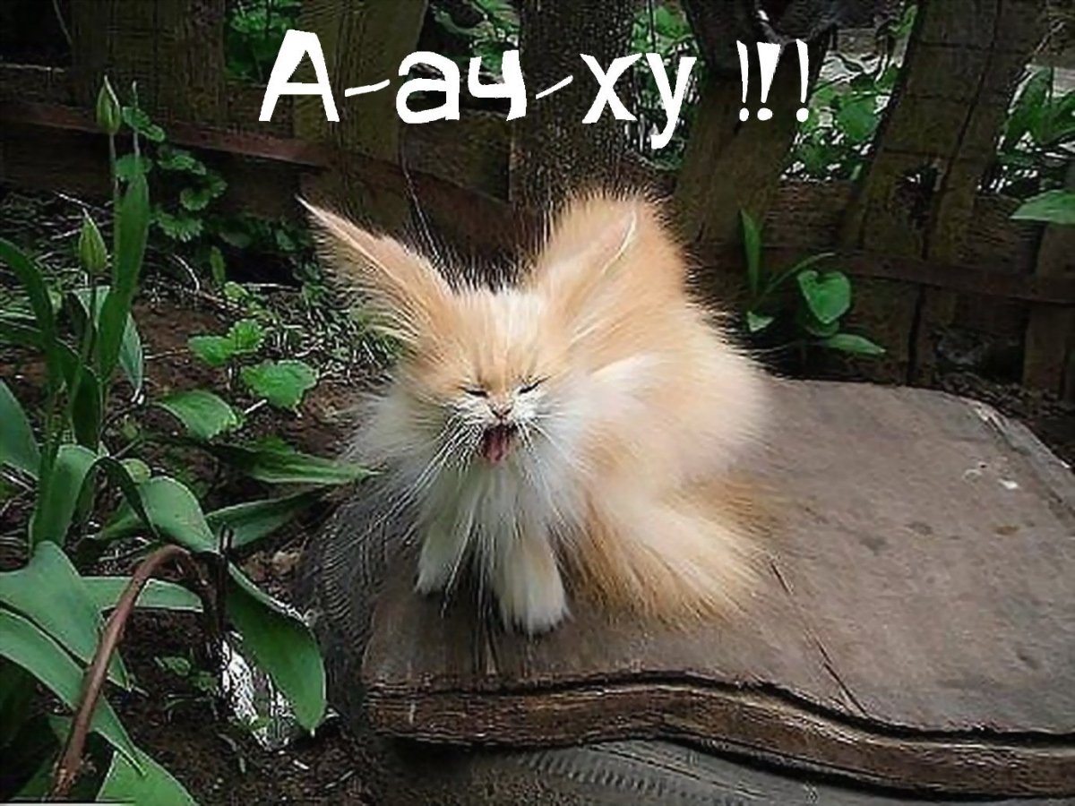 Ёшкин кот еда