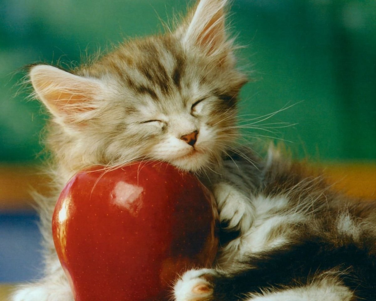 Кот в яблоках