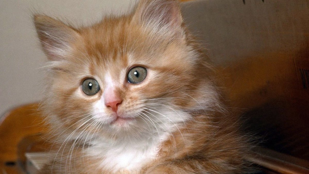 Рыжий кот в снегу