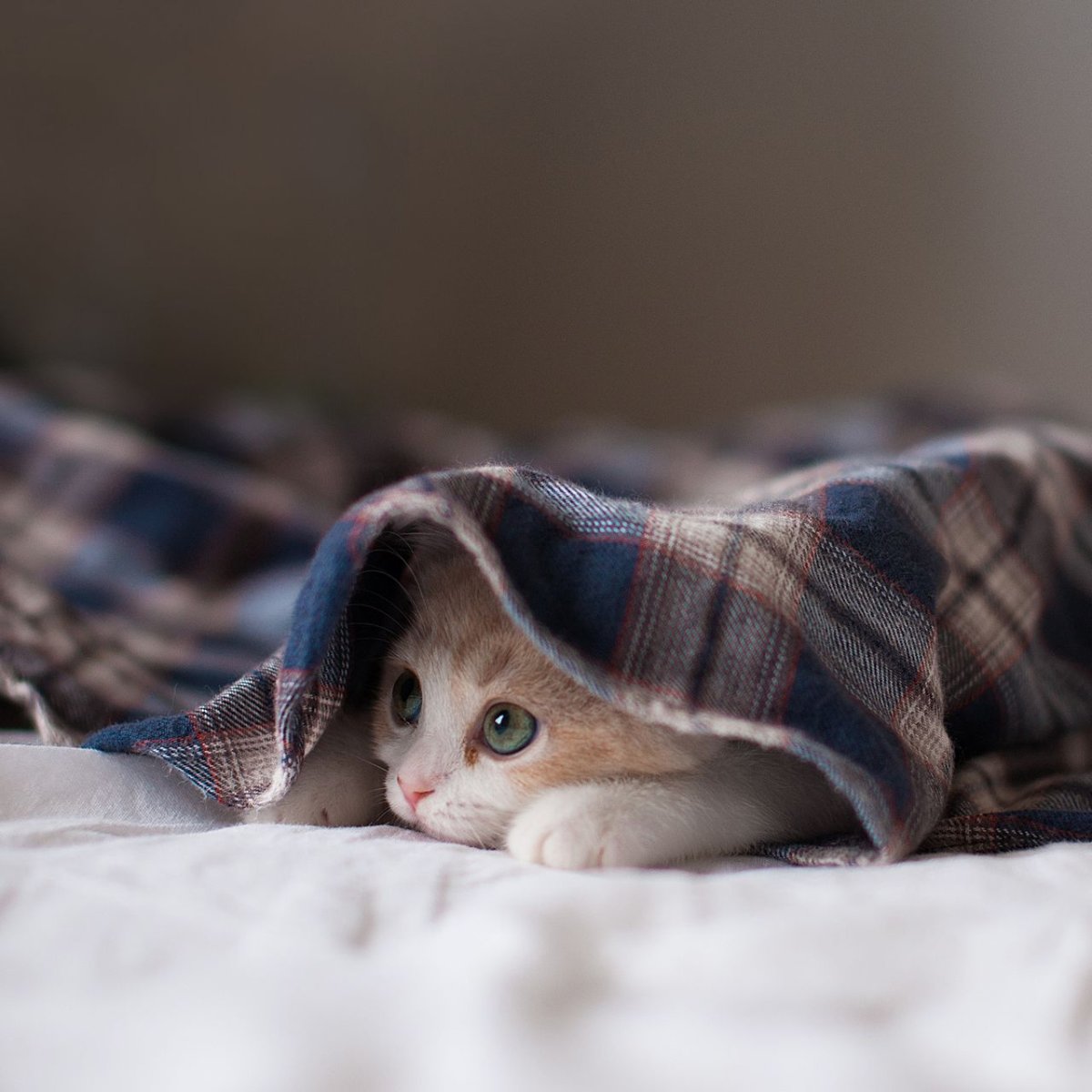 Больной котик