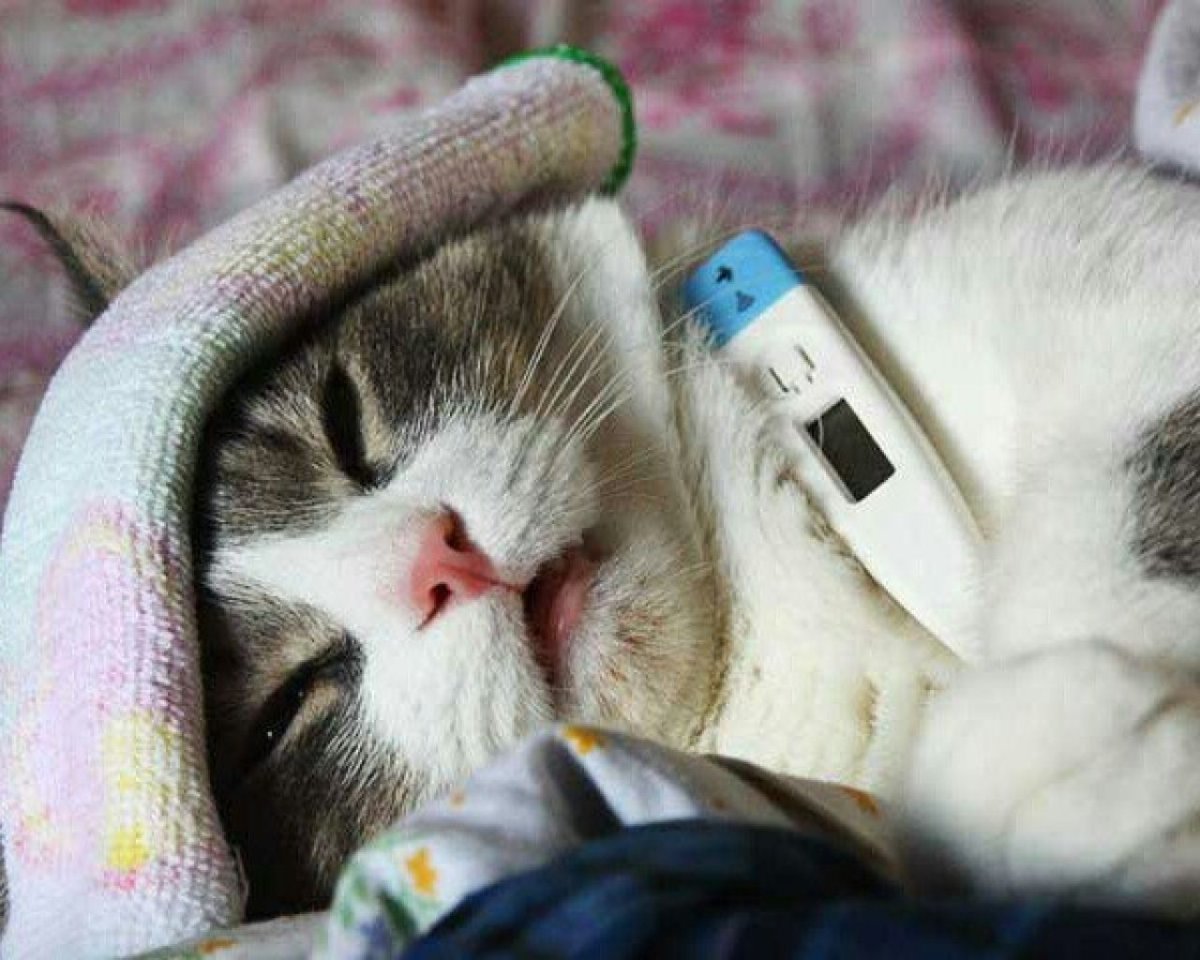 Скорейшего выздоровления открытка