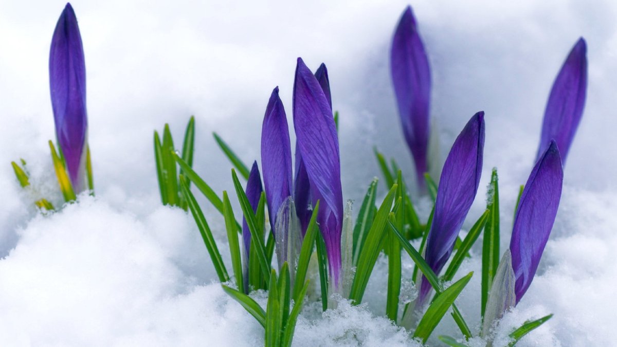 Подснежник Сибирский прострел