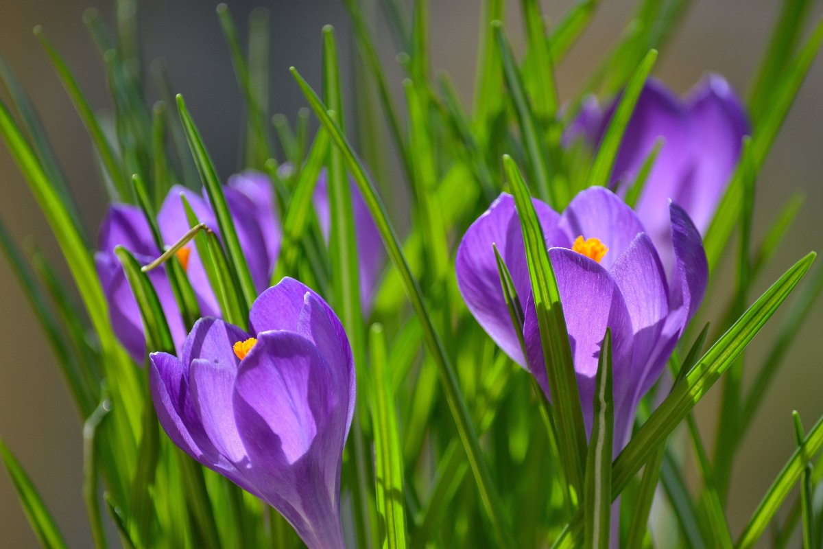 Крокус цветок фиолетовый