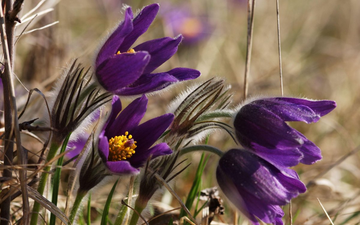 Подснежники фиолетовые в снегу
