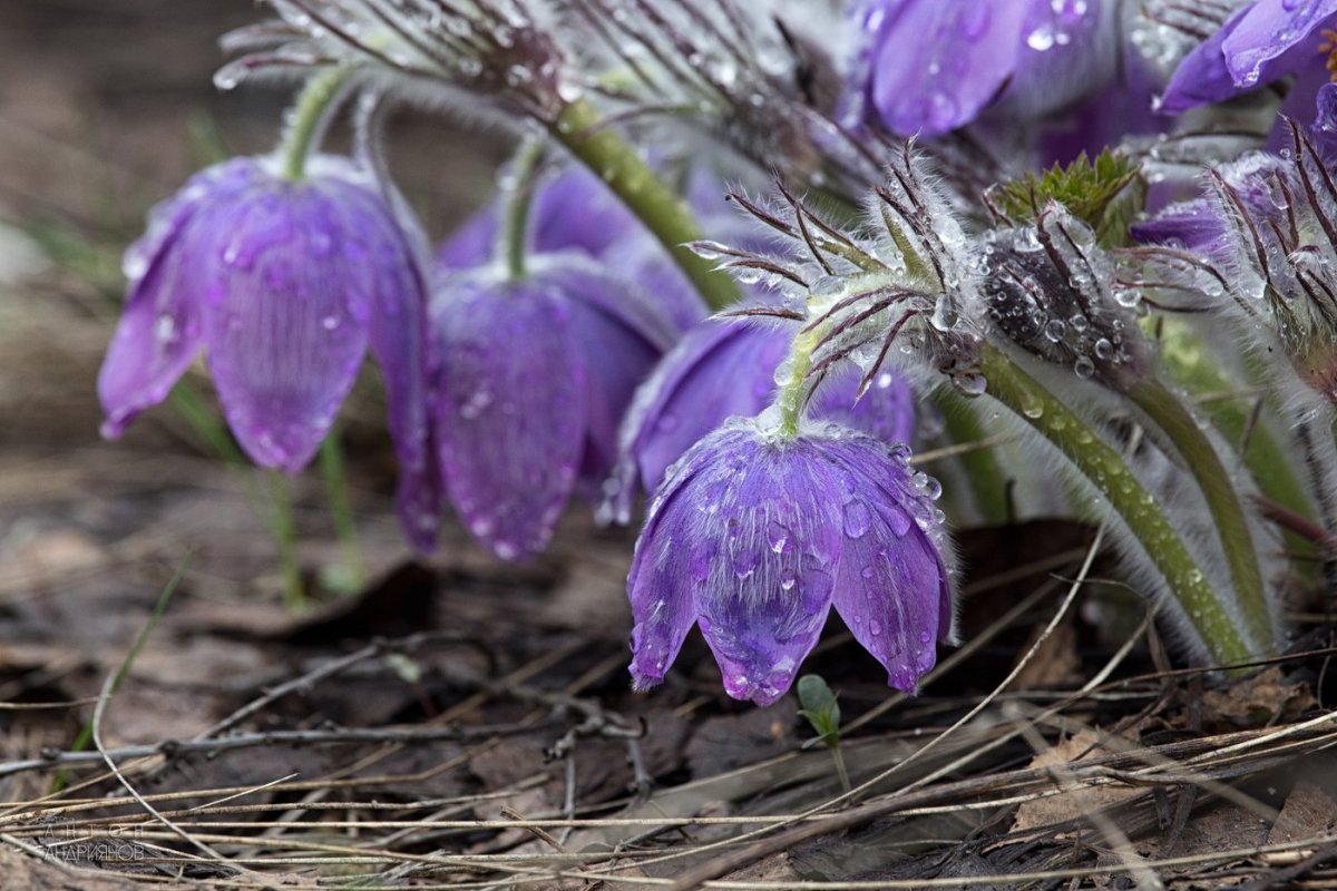 Подснежник Сибирский прострел