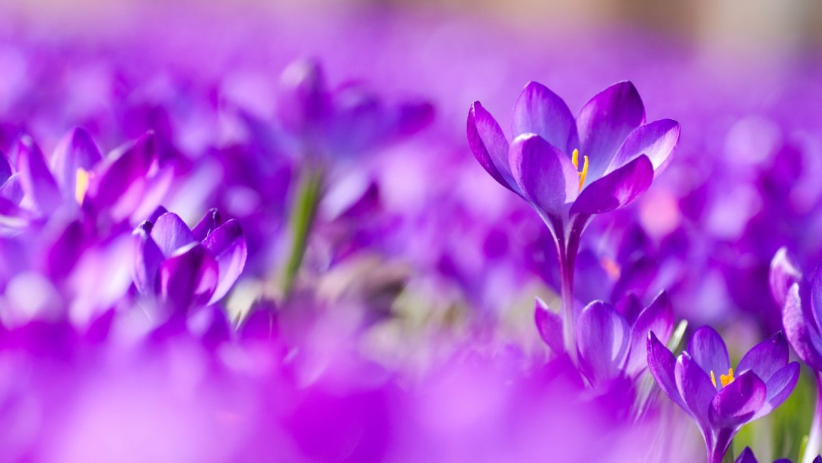 Крокус весенний сорта