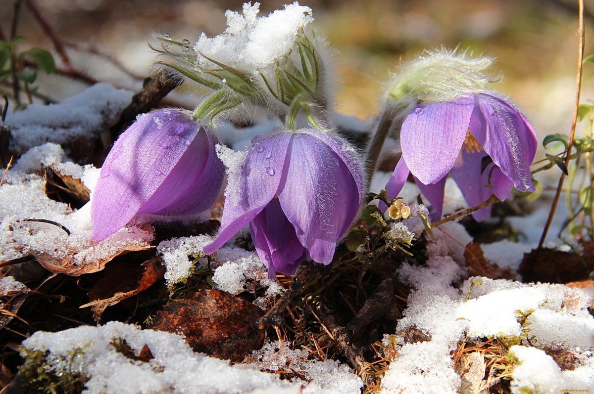 Первоцветы (подснежники, крокусы, гиацинты).