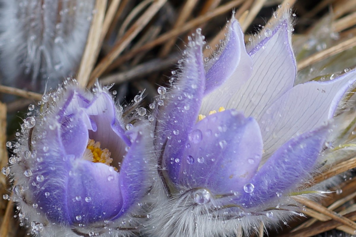 Пролески и подснежники