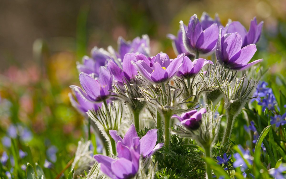 Пролеска Крокус Галантус