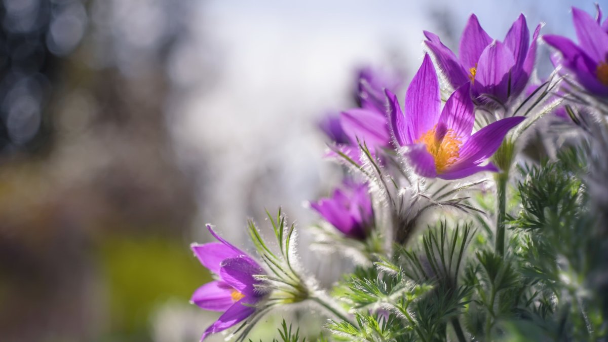 Весенние цветы открытки