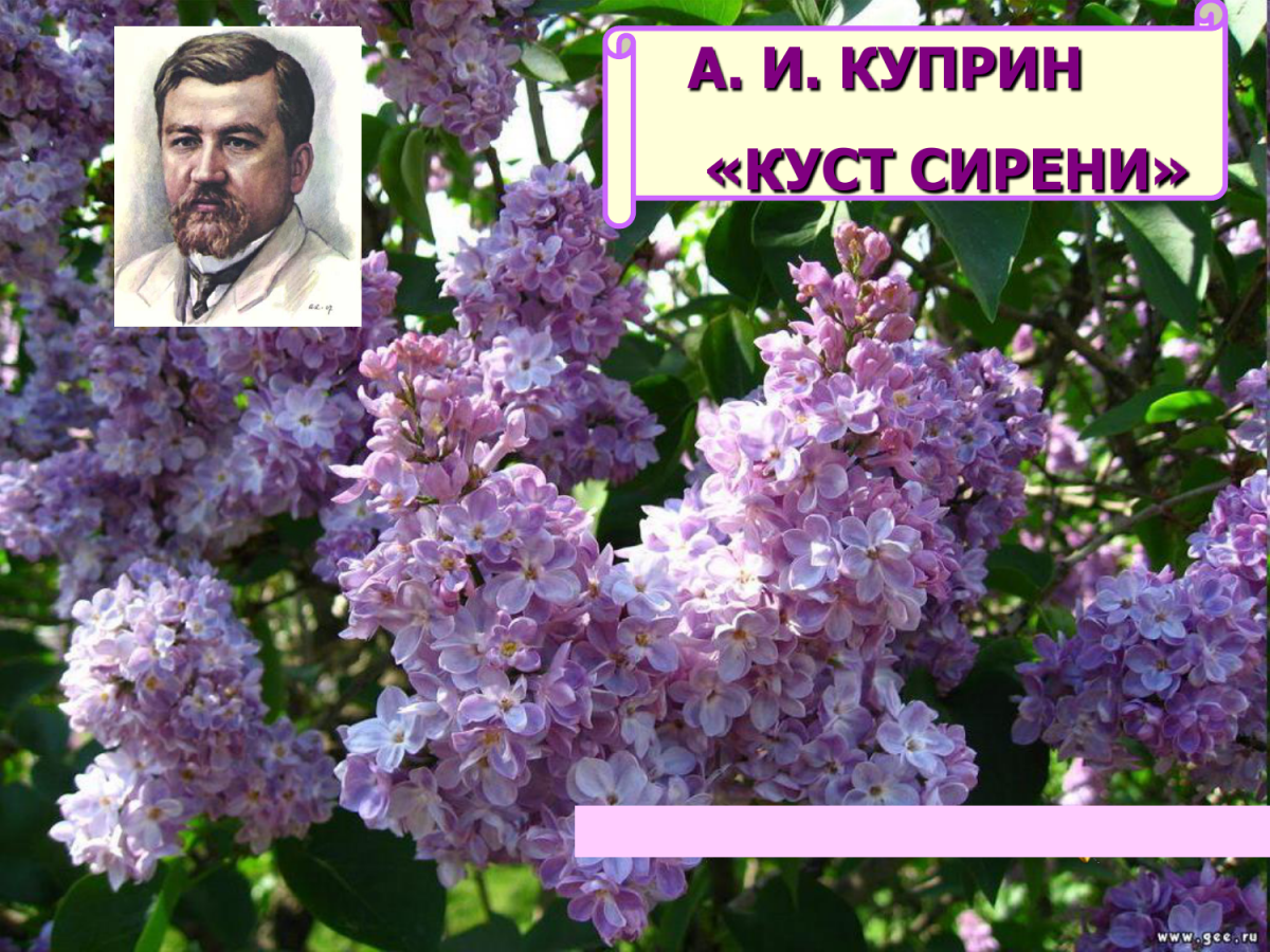 Куприн сиреневый куст