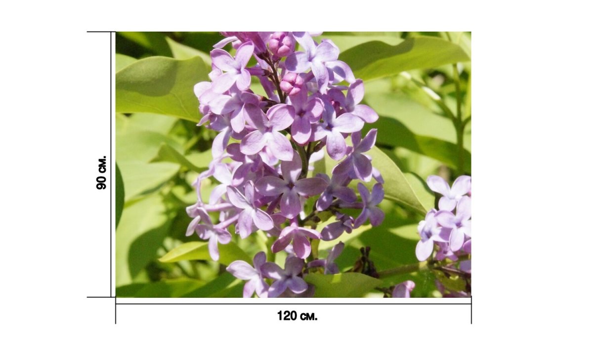 Художник Макаров Антон картины