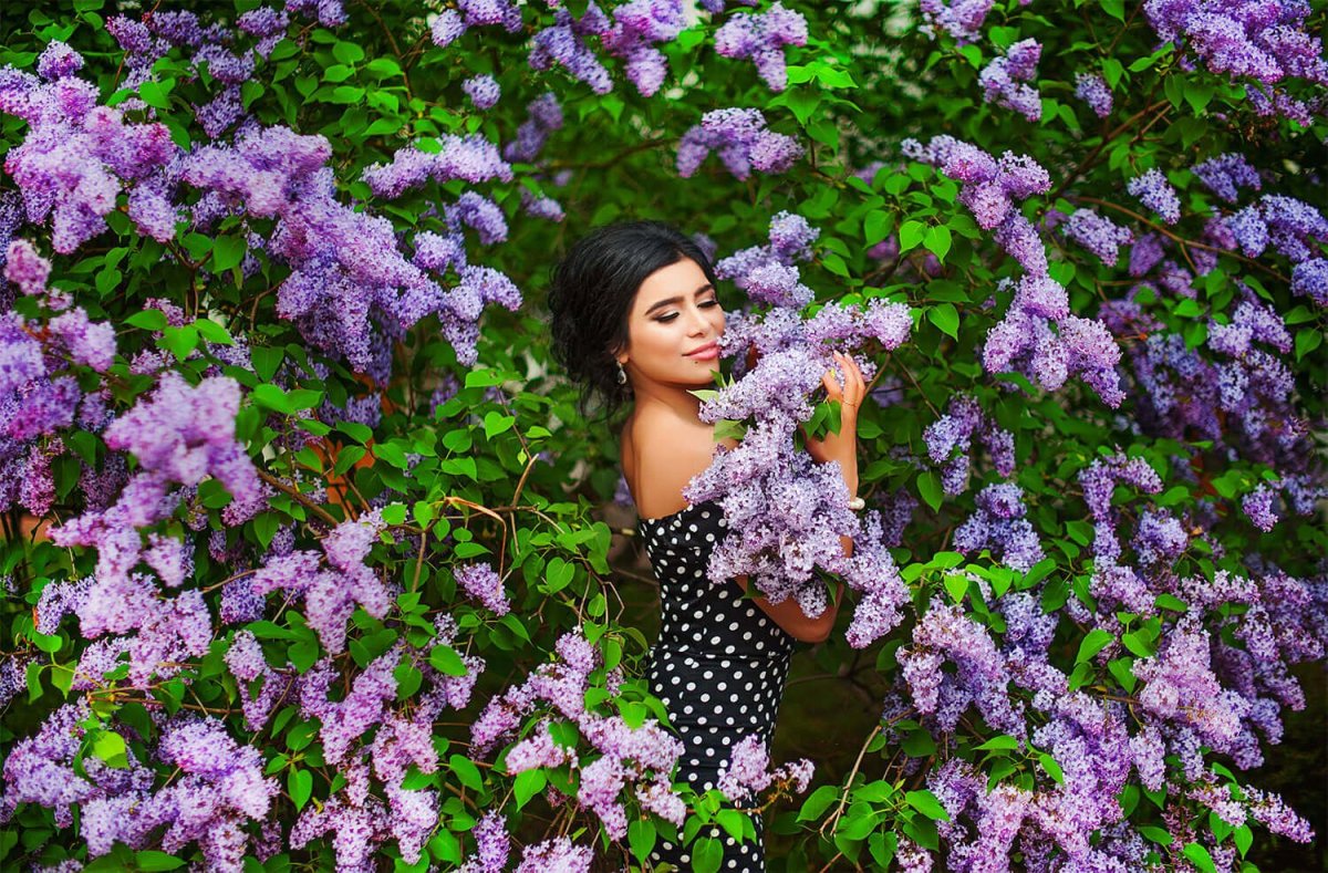 Сирень Родина Котова