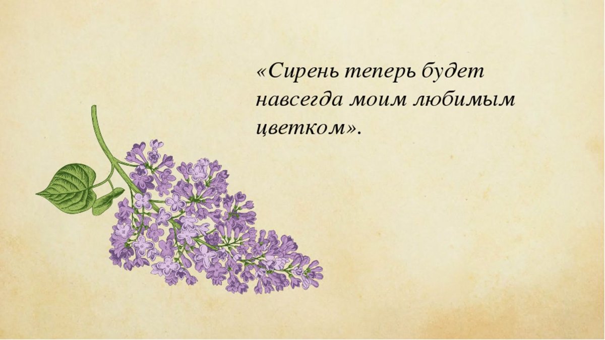 Куст сирени Куприн