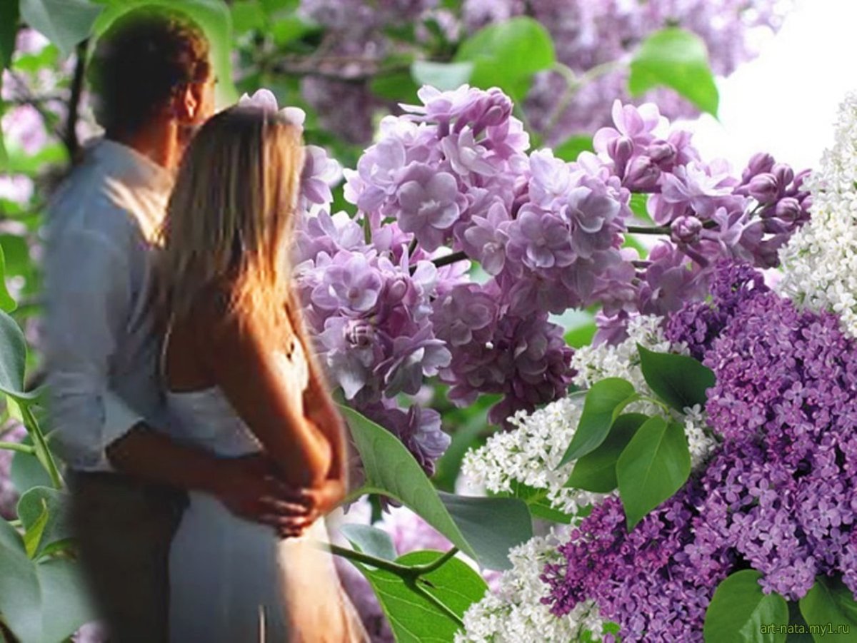 Сирень Ястребова