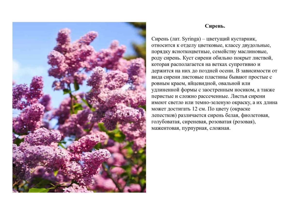 Художник Костанди Кириак картина Цветущая сирень