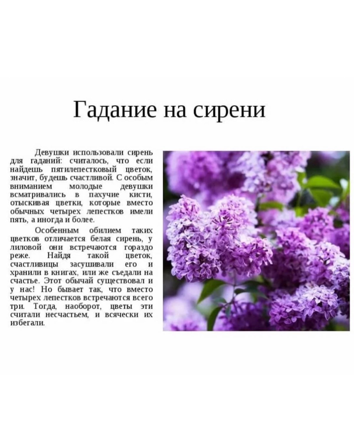 Влюбленные и сирень