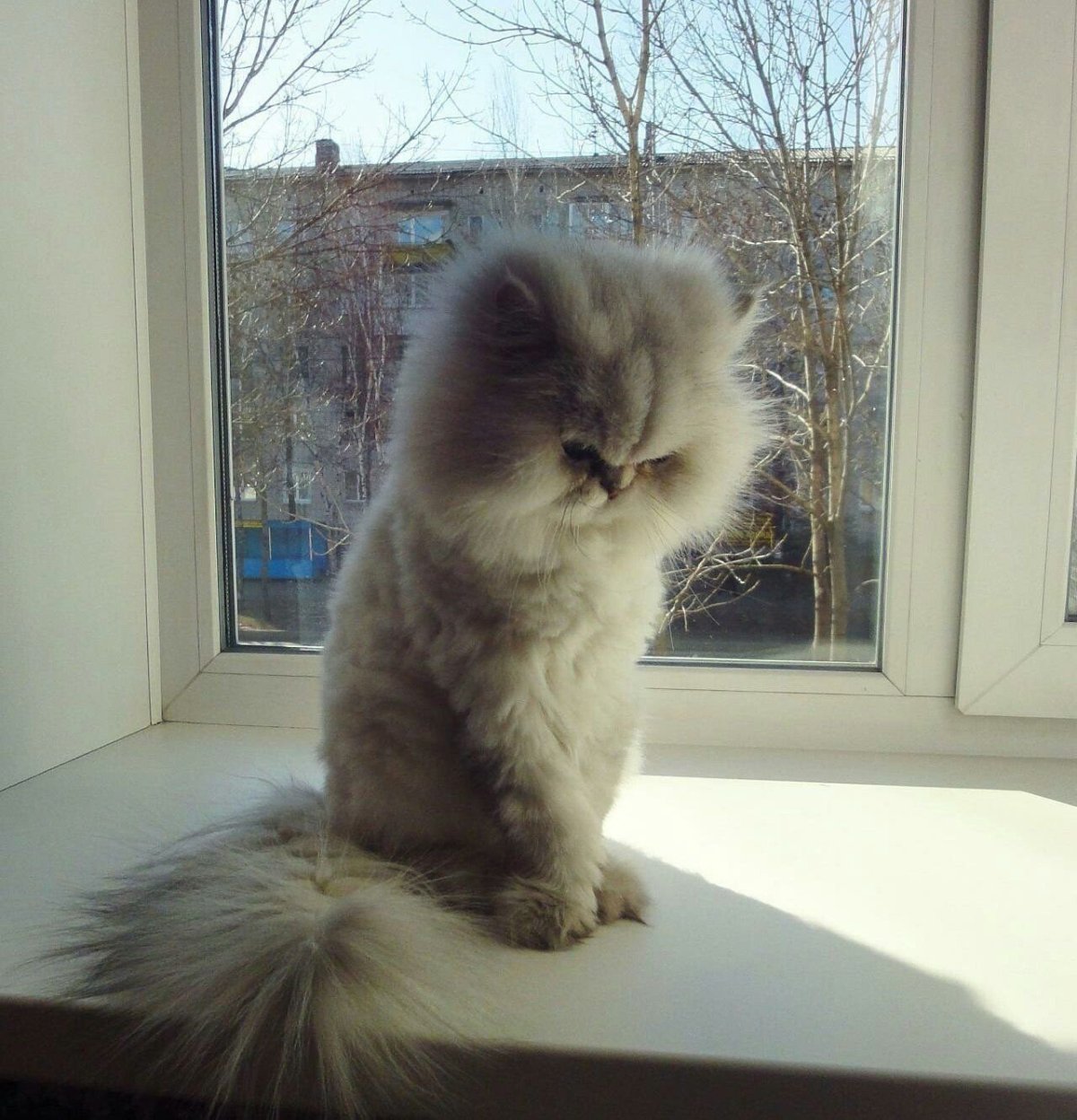 Открытка "прости"