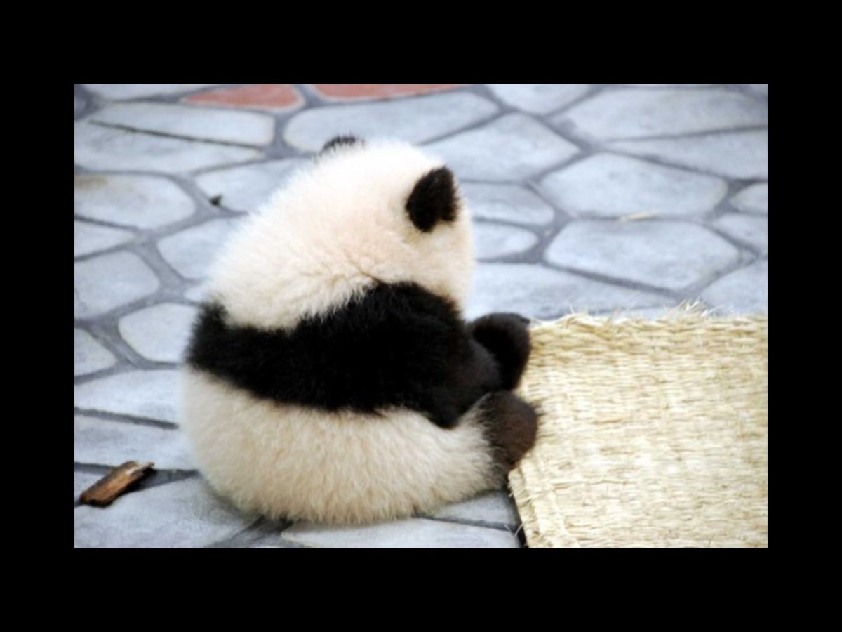 Поссорился с котом