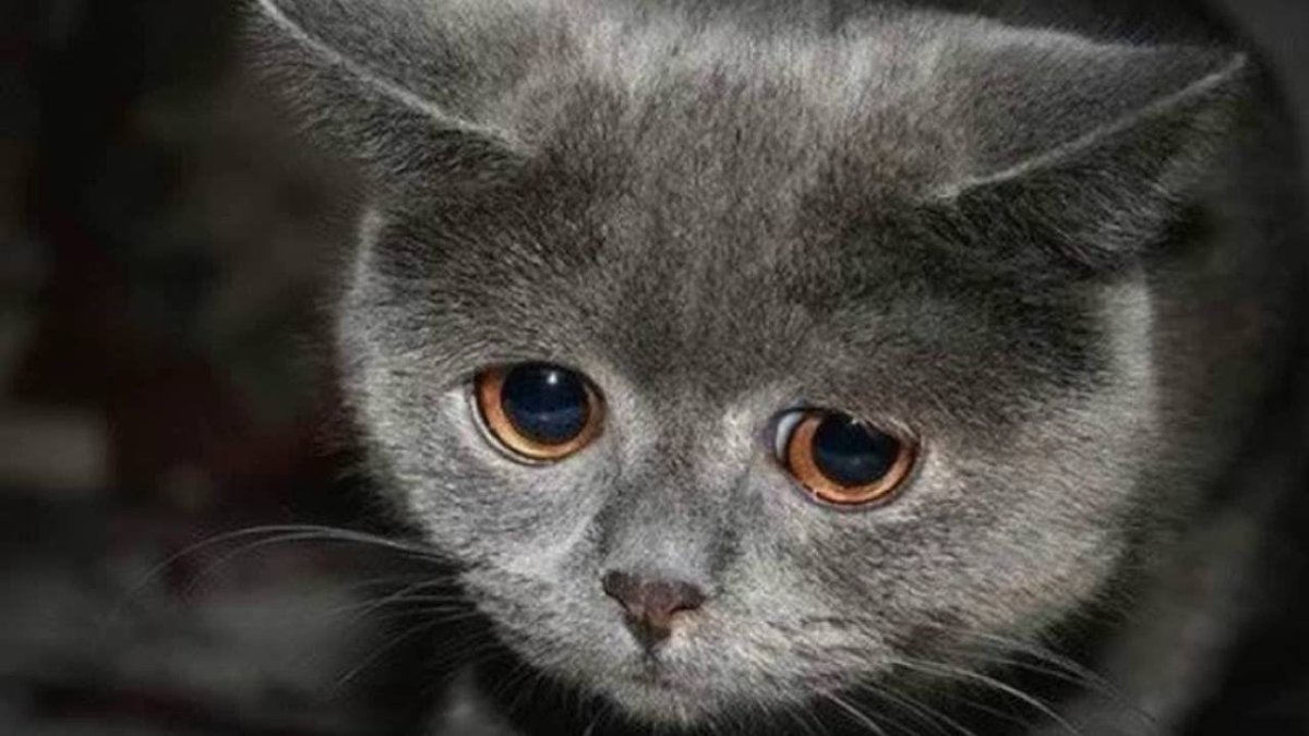 Вредный кот