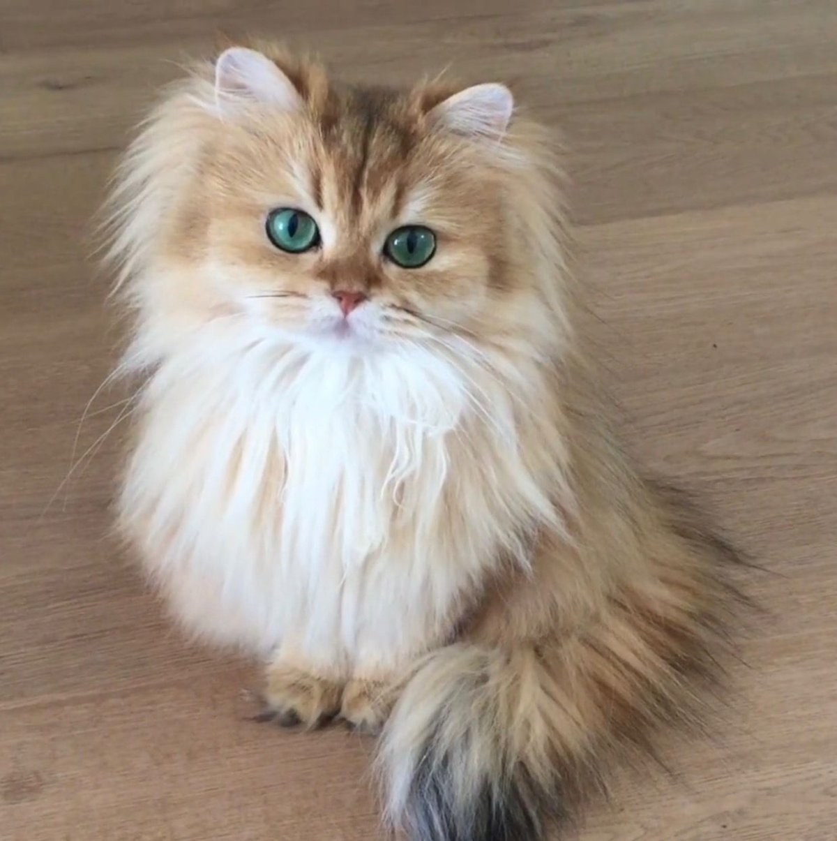 Открытка "прости"