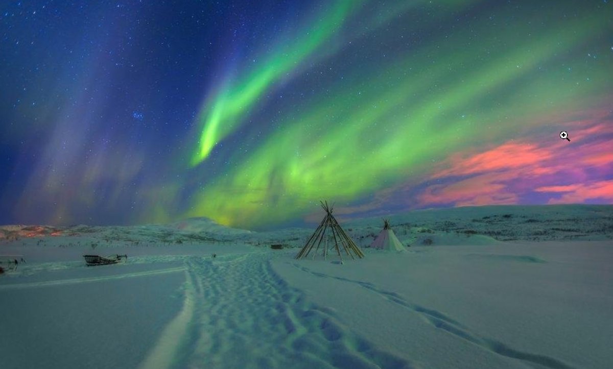 Камнеломка в арктической пустыне