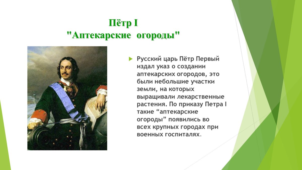 Петр первый и Аптекарский огород