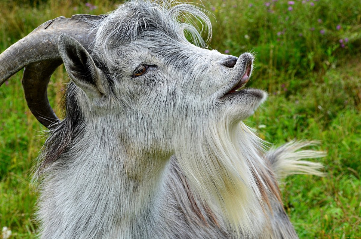 Козел безрогий