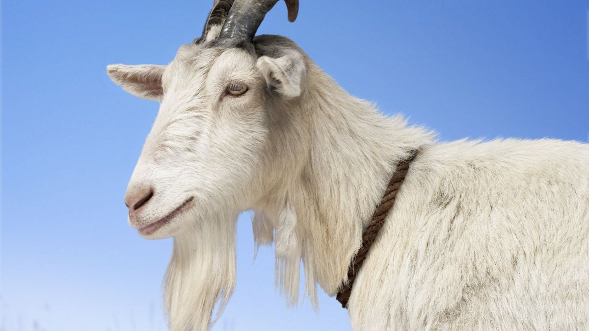 Козлик с бородой