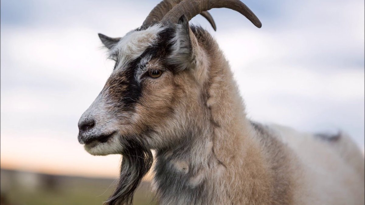 Бородатый козёл