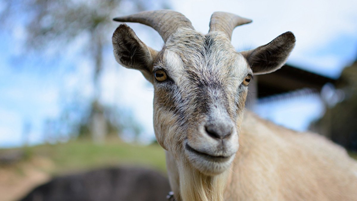 Козел с бородой