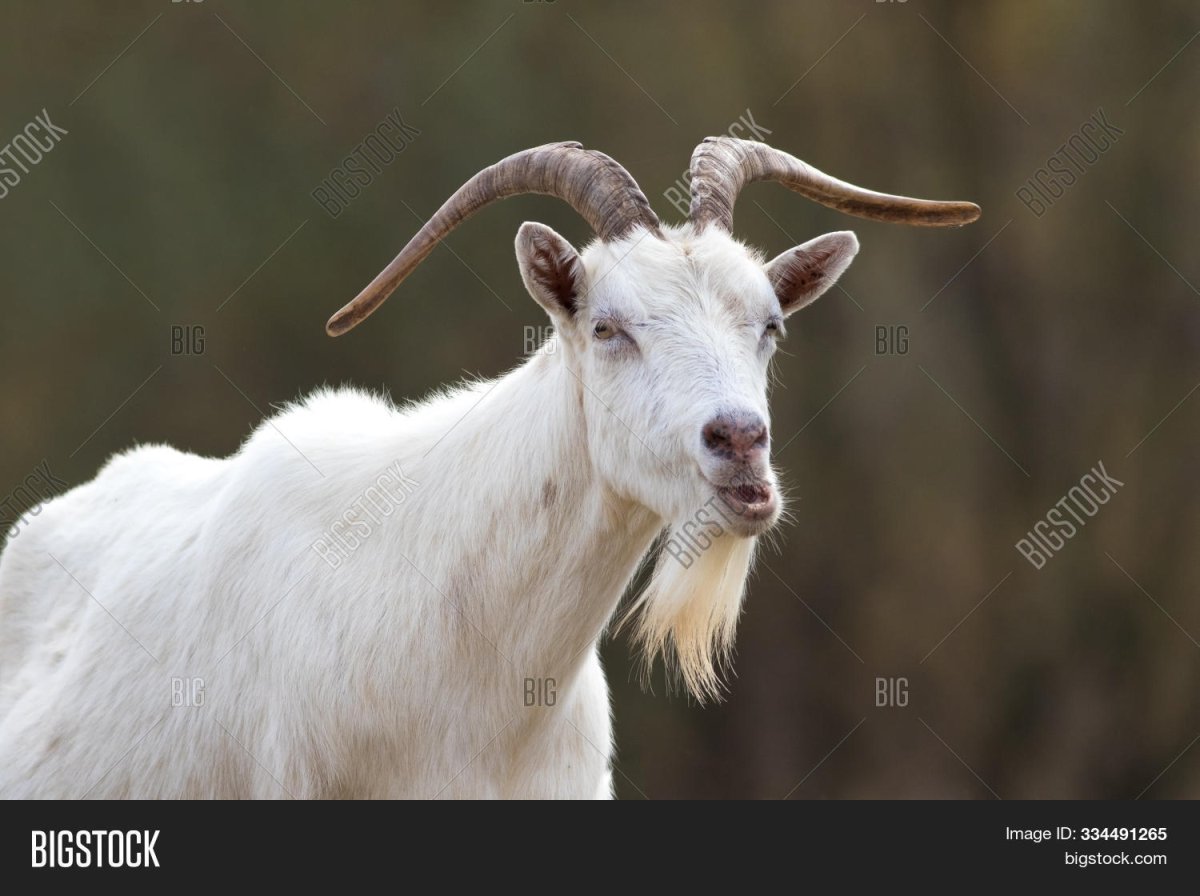 Козлик с бородкой короткой