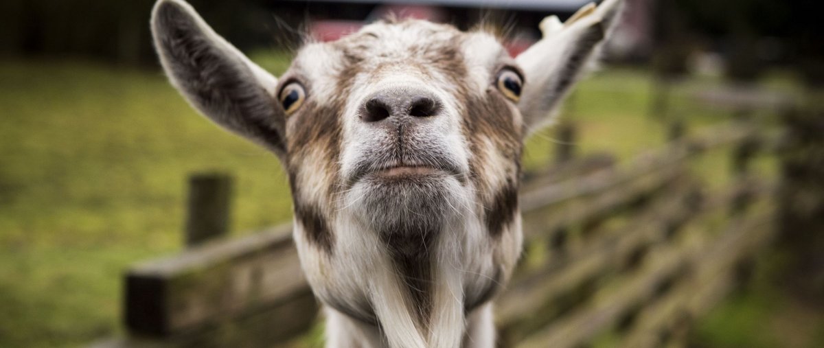 Бешеный козёл