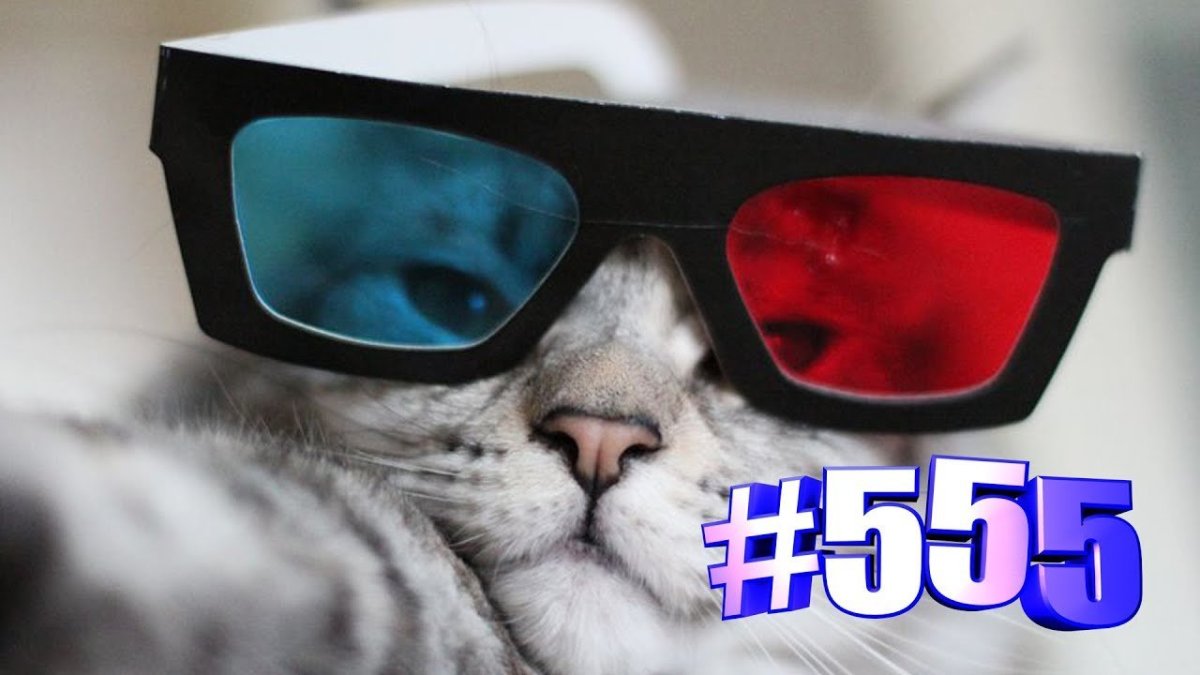 Котик с очками