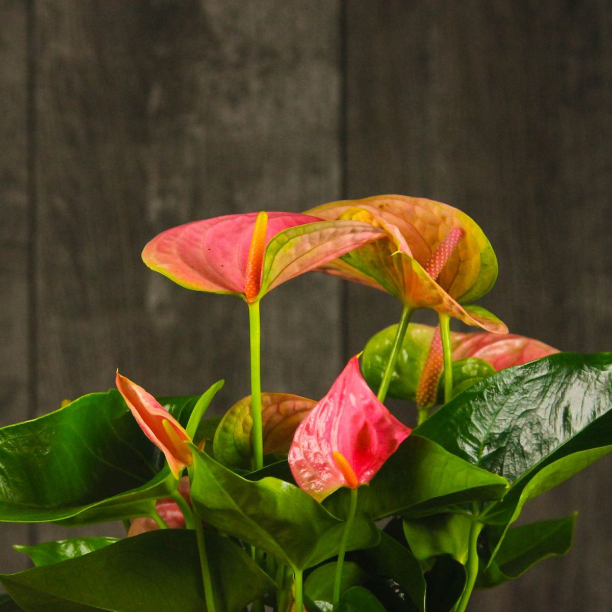 Антуриум Гули парвариши