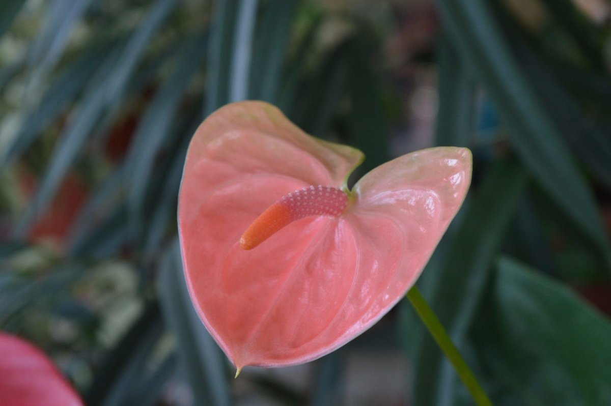 Антуриум Беби Уайт