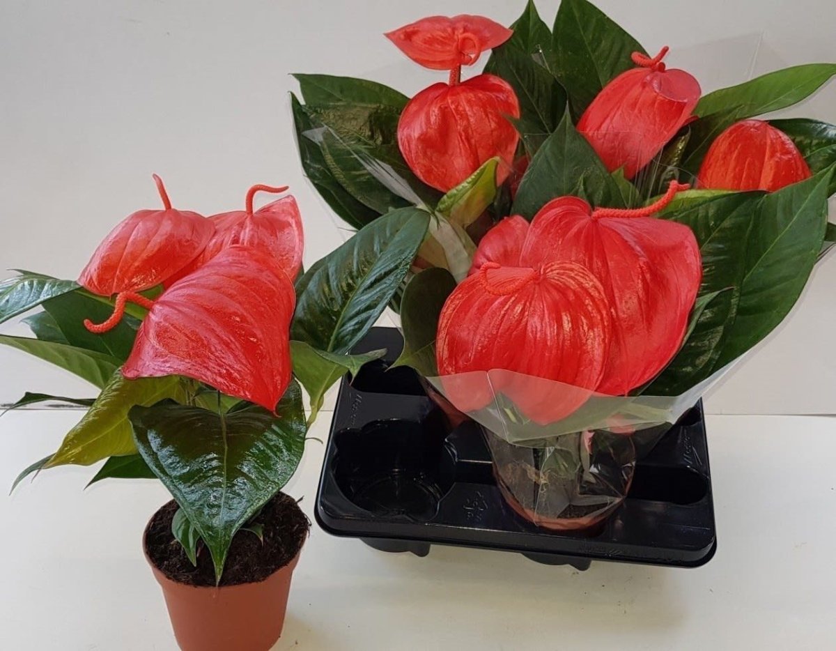 Антуриум Казанова