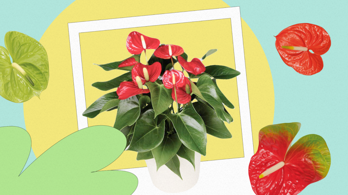 Антуриум Реноир