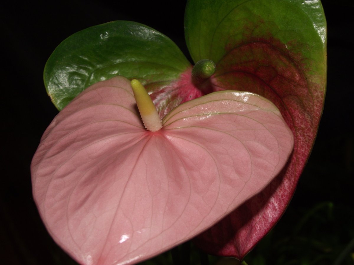 Антуриум Диана