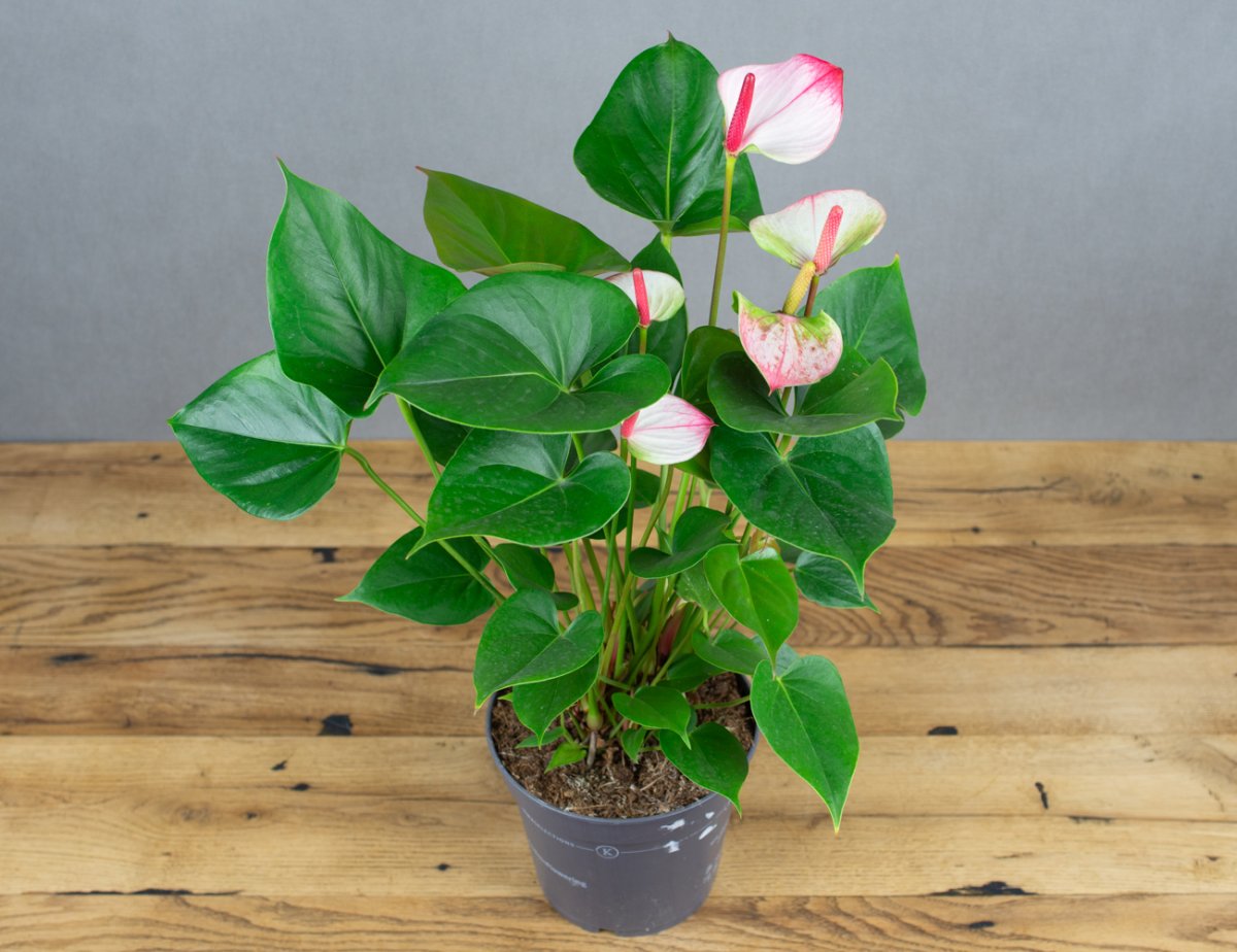 Антуриум Андрианум Сиерра Мэджик