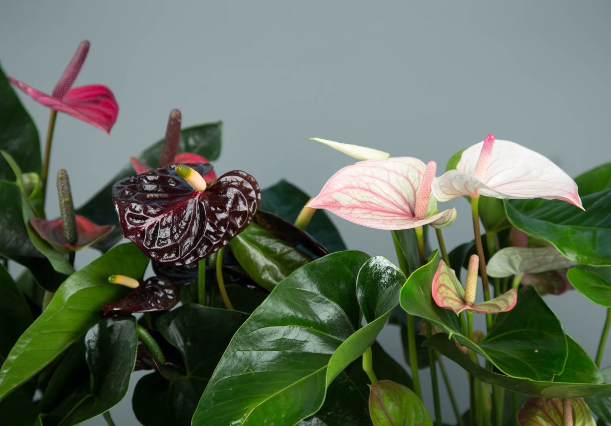 Антуриум Шерцера Кристина