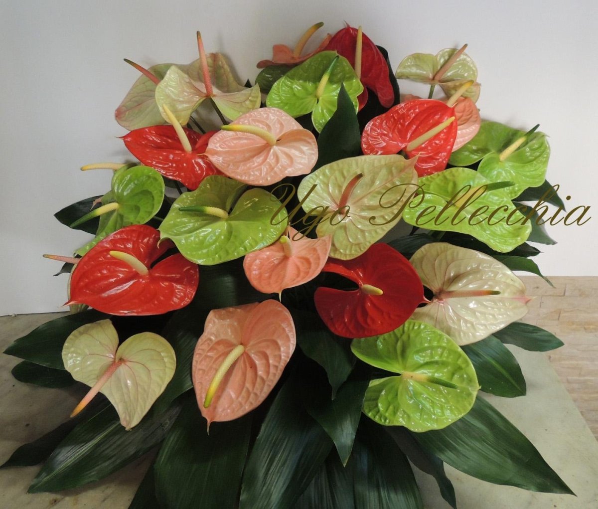 Антуриум сорт Превиа