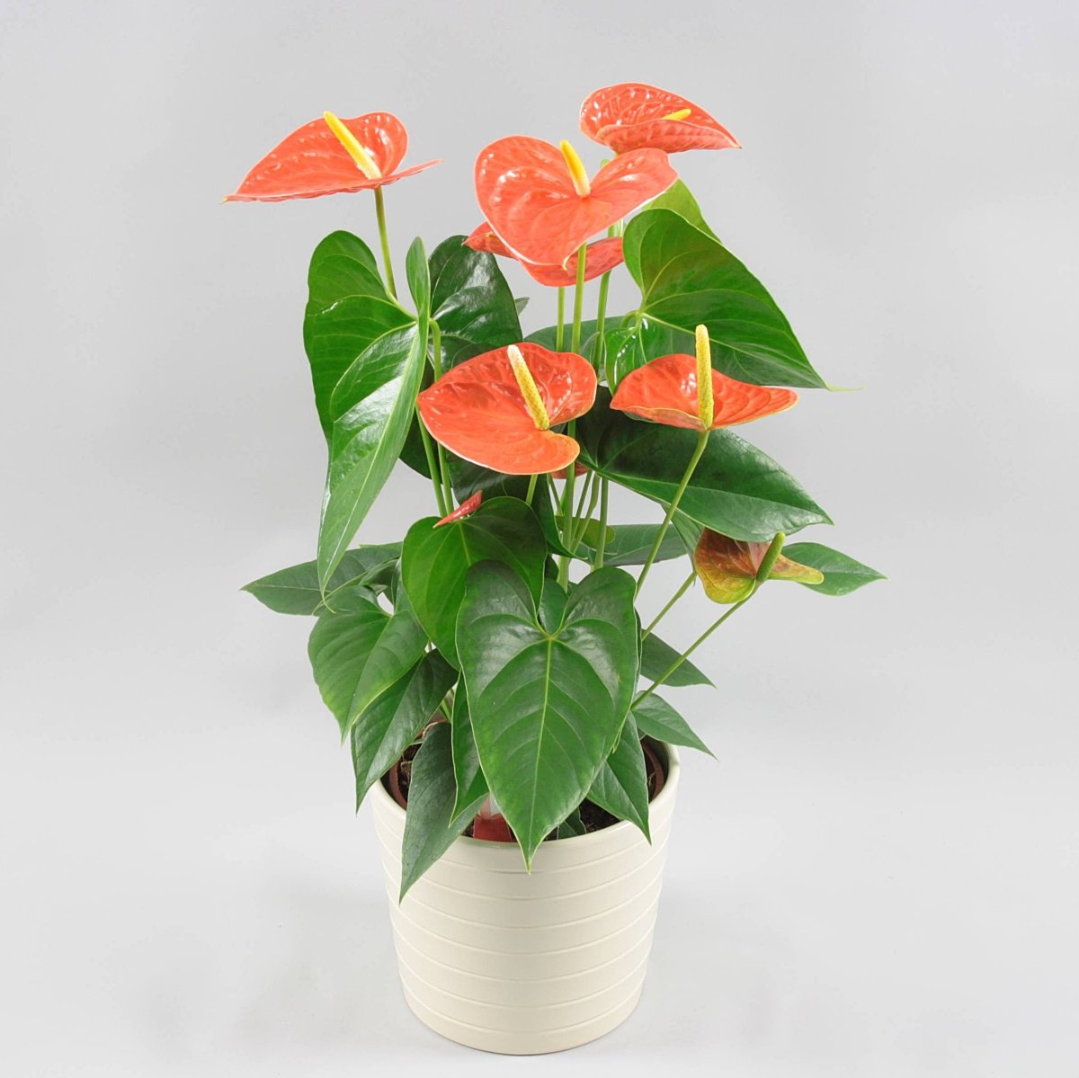 Антуриум Андре Гавайи