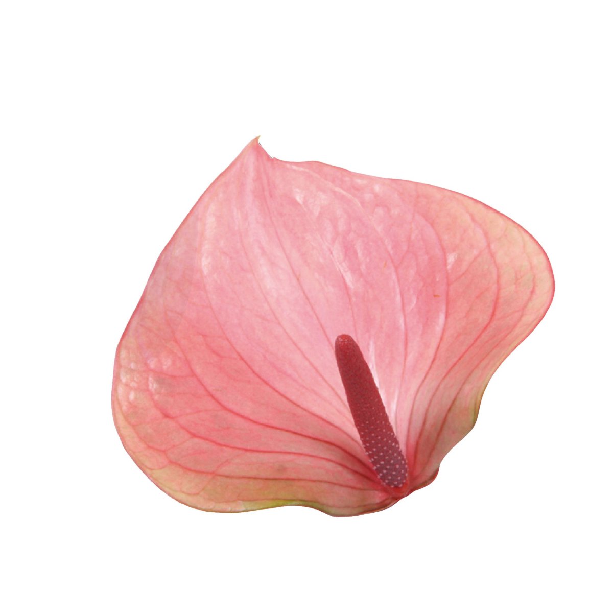 Антуриум моментс