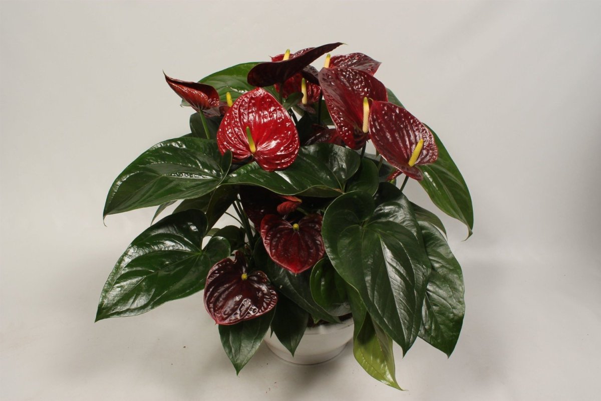 Антуриум Дакота