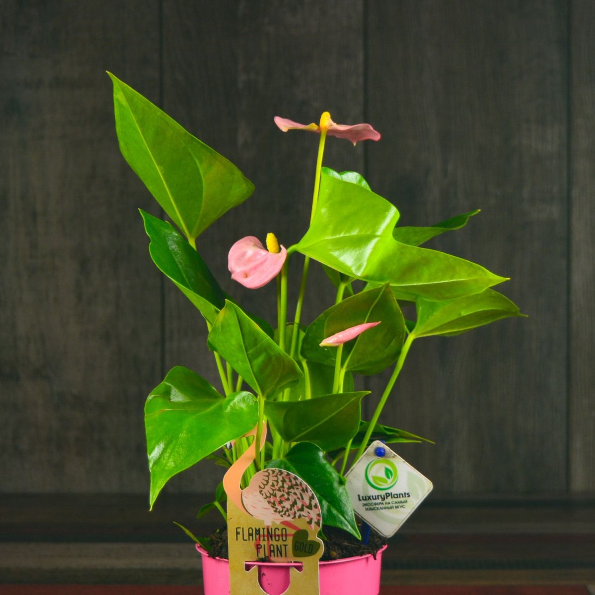 Антуриум Бейкера