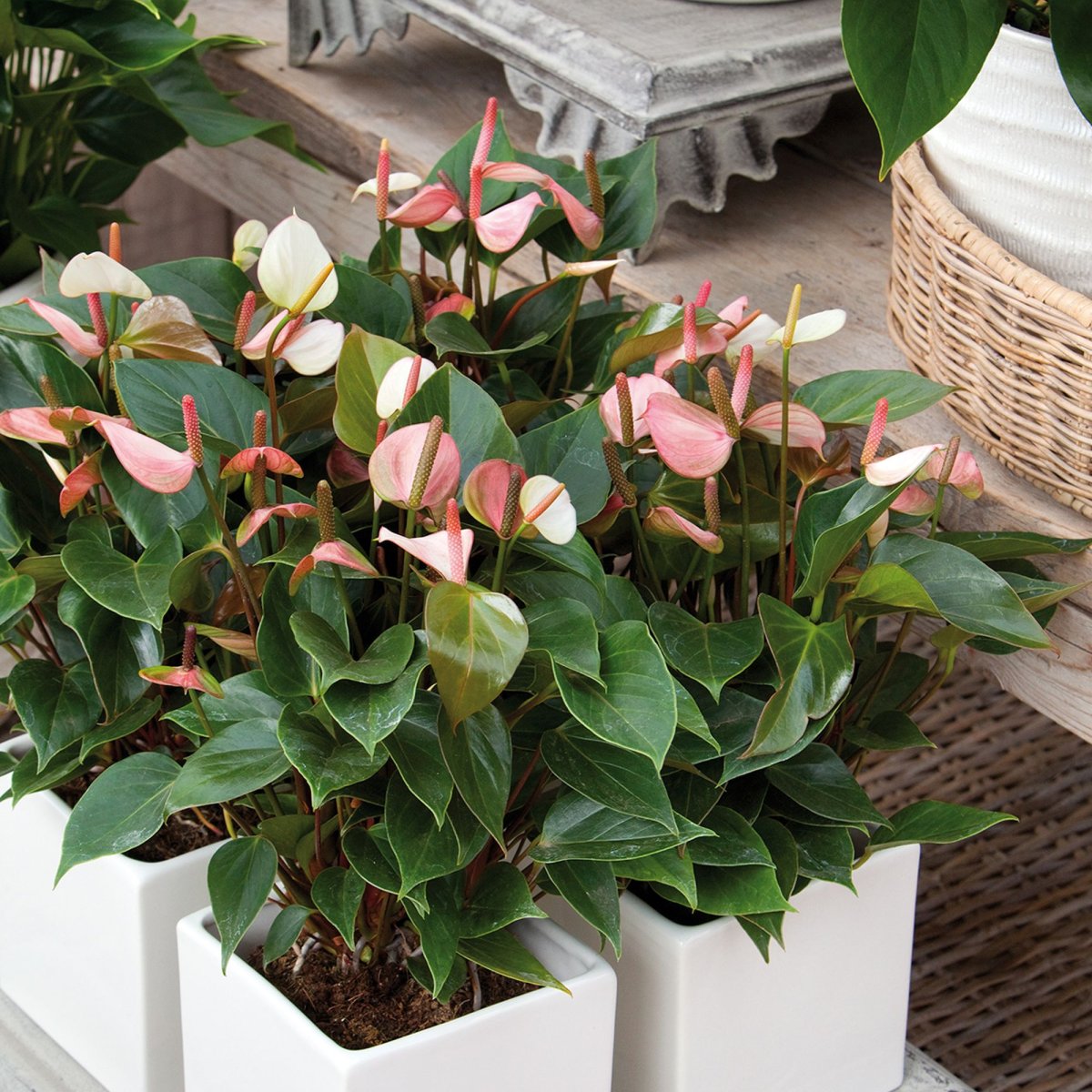 Антуриум Девоут